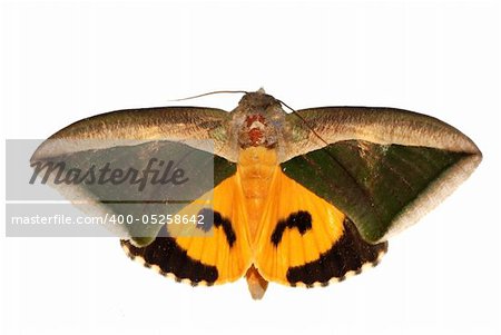 insect moth green and yellow isolated on white background