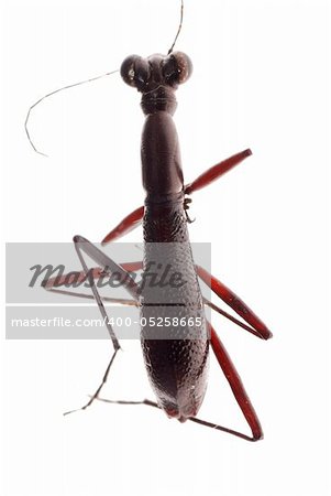 ant mimic beetle isolated on white