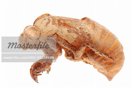 cicada molt isolated on white background