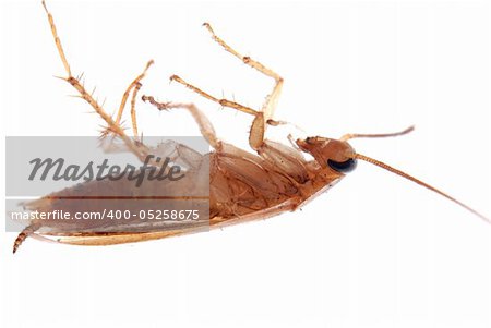 german cockroach isolated on white background