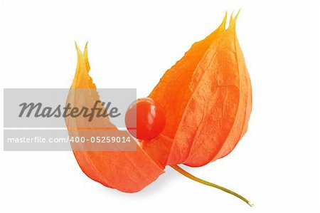 Physalis isolated on the white background
