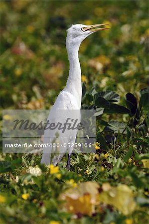 An intermediate egret standing tall in a cucumber field