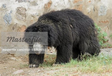 Asiatic Black Bear walking