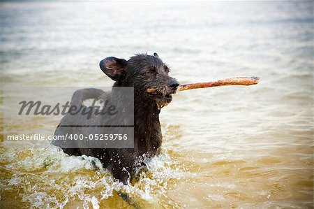 best dog in the spray with a stick in his mouth