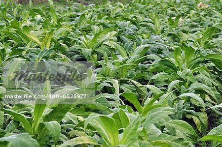 tabacco farming in indian state karnataka