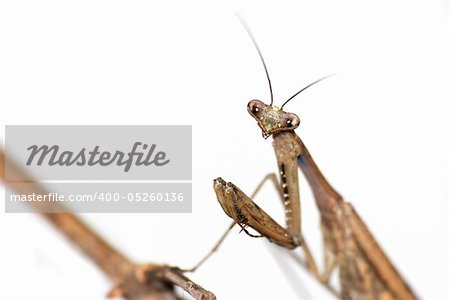insect brown mantis bug isolated in white