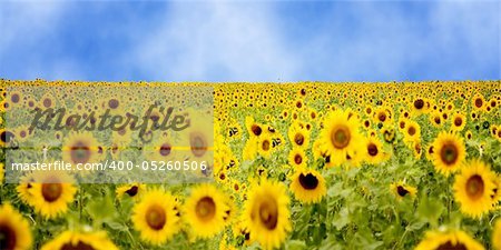 sunflower field under summer light of the blue sky