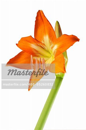 Orange lily flower isolated on white