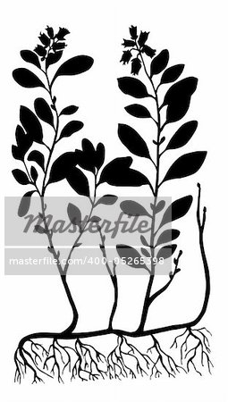vector silhouette of the cowberry on white background