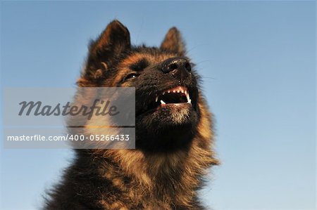 a puppy purebred german shepherd showing his teeth