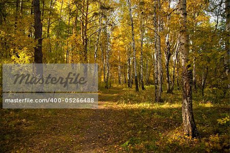 The path in the autumn forest with pines and birches. The natural background for any purpose