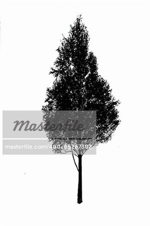 vector silhouette birch on white background