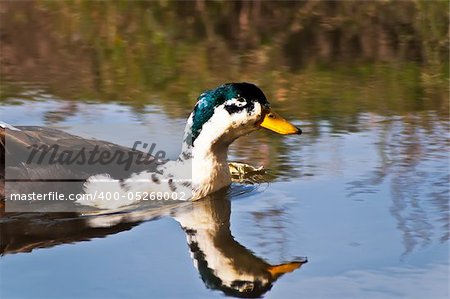 The wild duck floats on lake