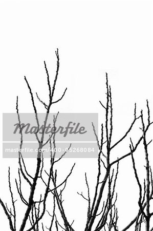 Leafless tree branches silhouette on white background.