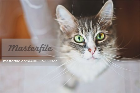 Cute cate. Shallow depth of field, focus on the kittens nose and whiskers