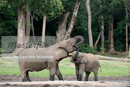 The elephant calf drinks at mum from a mouth. The African Forest Elephant (Loxodonta cyclotis) is a forest dwelling elephant of the Congo Basin.
