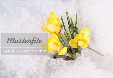Bouquet of yellow crocuses on snow background; first spring?s flowers