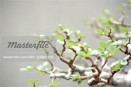 leaf of plant