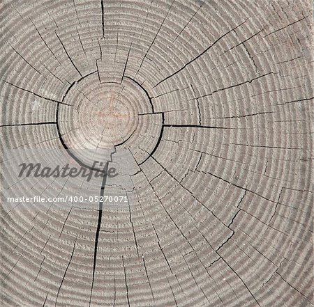 Annual rings and cracks in old wood