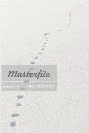 Footprints in snow, made by a hare or a rabbit