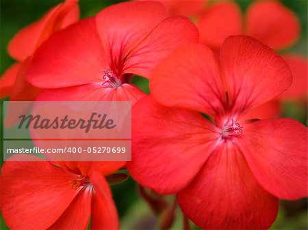 colorful red spring flowers geranium blossoms brightly colored