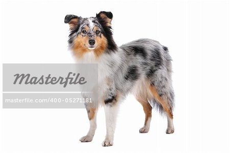 Shetland Sheepdog, Sheltie dog isolated on a white background