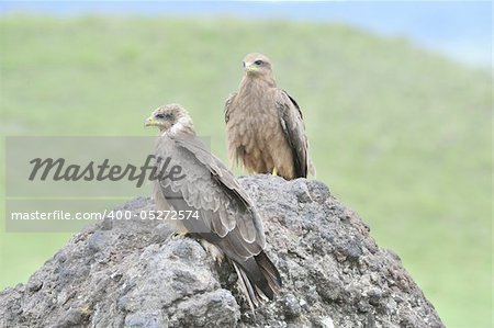 Black Kite (Milvus migrans.) Two Black kites sit on a stone, a green grass.