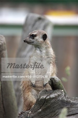 Curious animal - meerkat or suricate (Suricata suricatta)