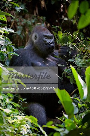 The male of a gorilla eating leafs. A native habitat. Congo