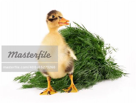 Duckling on green grass background isolated on white