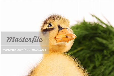 Duckling on green grass background isolated on white