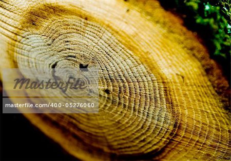 Detail of annual rings of a tree trunk in the forest.