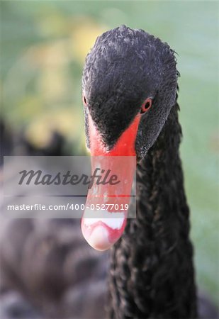 black swan in to the pond. Asñania-Nova. Ukraine