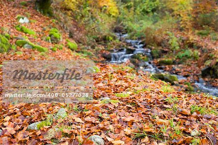 Autumn Leaves in the forest. Carpathian mountains