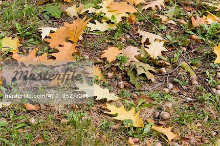 Autumn background,ooak, leaf, acorn.