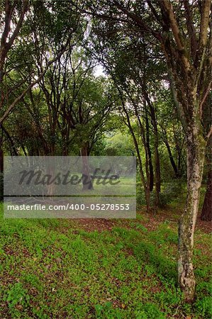 portugal forest nature trees green woods landscape