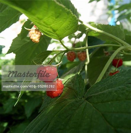 Red raspberry growing with leaves