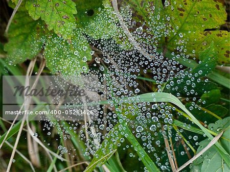 Small drops of water captured in spider web