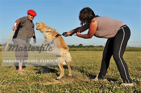 training of a purebred hovawart in an exercice of attack