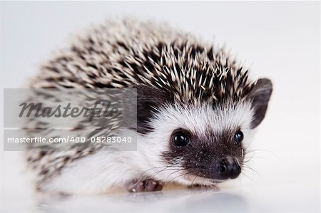 Hedgehog