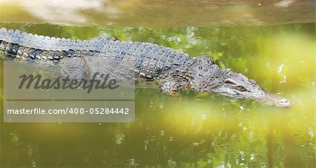 Crocodile floating in the water