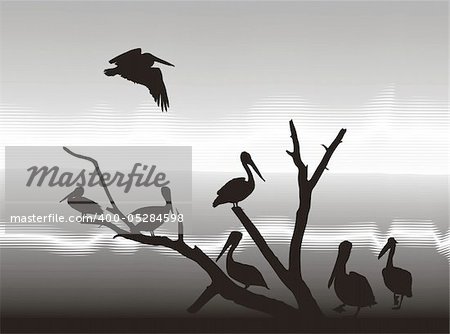 illustration silhouettes pelicans in nature