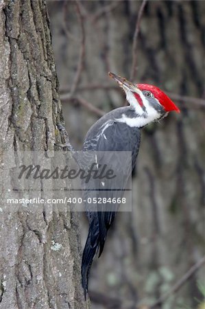 Large Adult Male Pileated Woodpecker clinging to the side of a tree with wood chips on it's beak.