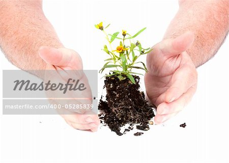 Small seedling flower ready for planting over a white background