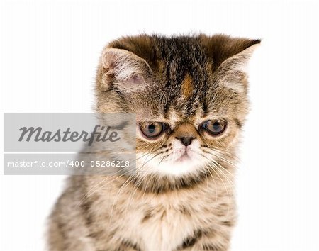 Striped fluffy kitten isolated on white background