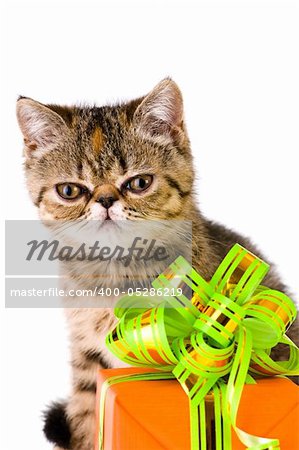 Striped fluffy kitten with gift isolated on white background