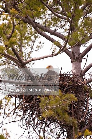 Wild Wisconsin Adult Bald Eagle on Nest in White Pine Tree.