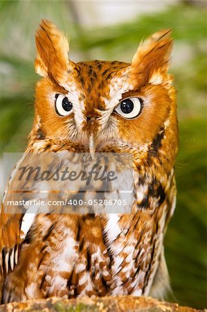 Screech Owl Closeup Headshot