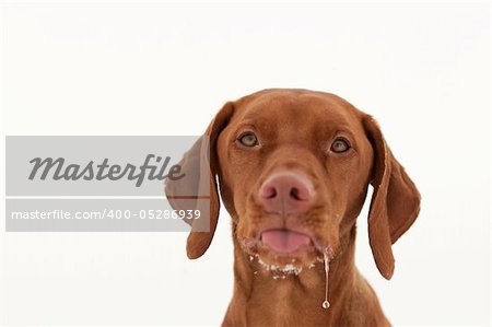 A drooling Vizsla dog sticks out its tongue in winter. White background.