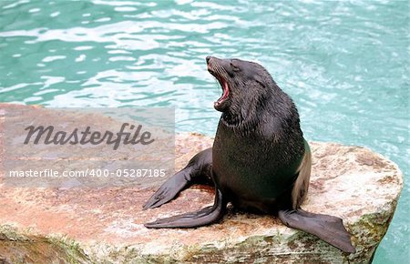 Yawning male Brown Fur Seal, sitting on a stone